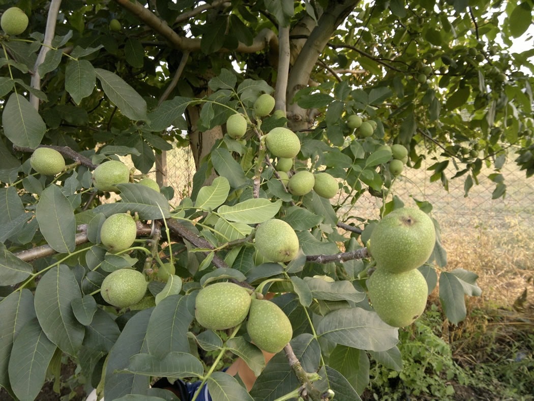 نهال گردو سوزنی (گردو سنگی)